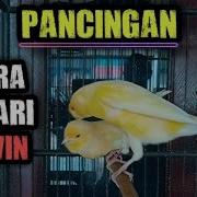 Suara Kenari Birahi Kawin