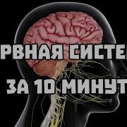 Нервная Система