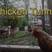 Easy Chicken Tunnel Chunnel From Run To Garden