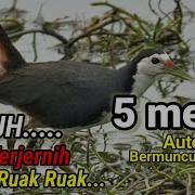 Suara Pikat Burung Truwok