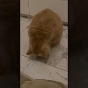 Growling Catfish Exotic Shorthair Cats