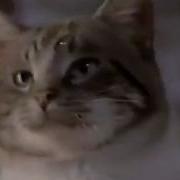 Friskies Commercial 1987