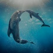 Dolphin Therapy 432 Hz