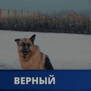 Фильм Верный 2016