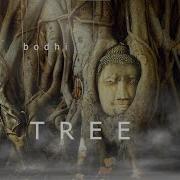 Bodhi Tree