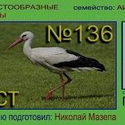 Аист Голоса Птиц