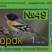 Вьюрок Юрок Голоса Птиц