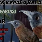 Nasteran Murai Tepus Kepala Abu