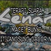 Terapi Burung Kenari Macet Bunyi