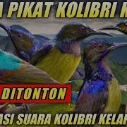 Pikat Sogon Kolibri Kelapa