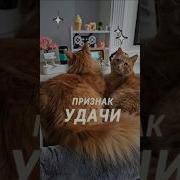 Поздравление Рыжий Кот