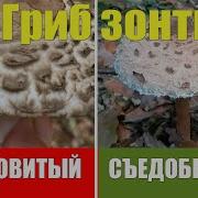 Съедобные Грибы Зонтики