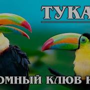 Туканов