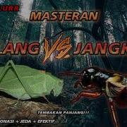 Masteran Walang Vs Jangkrik Edan Lur