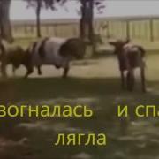 Корова Против Барана The Cow Vs Sheep