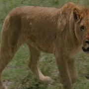 Lion Out Of Africa Sounds