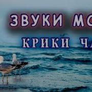 Звуки Моря Крики Чаек Спокойствие И Умиротворение