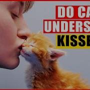 Habab Cats Neetyou Kisses