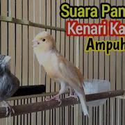 Suara Kenari Minta Kawin