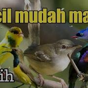 Suara Burung Kecil Nembak