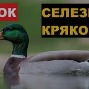 Кряковый Селезень