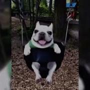 Pug Swings