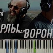 Орлы Или Вороны Piano Cover