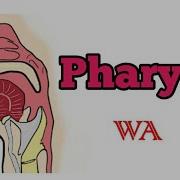 Pharynx Anatomy Simplified World Of Anatomy