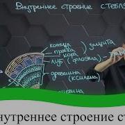 Строение Стебля