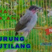 Suara Anak Kutilang