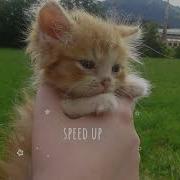 Котенок Speed Up