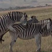 Zebra Sex