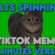 Cat Spin