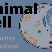 Animal Cell