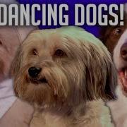 Dancing Dogs