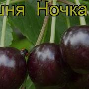 Вишня Ночка