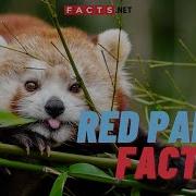 Red Panda