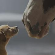 Budweiser Super Bowl Xlviii Puppy Love Budepicads