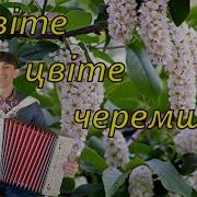 Цвитэ Цвитэ Черемшина