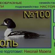 Голоса Птиц Гоголь