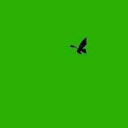 Akuma Green Screen