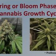 Bloom Cycle