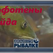 Диалоги О Рыбалке 34