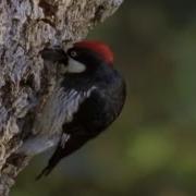 Zim Woodpecker Birds