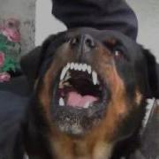 Rottweilersound