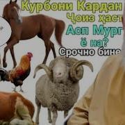 Хочи Мирзо Падар Писаро Курбон Кард Скачат