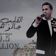 احمد شيبة 2021