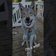 Wolddog Music