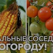 Овощ Достов