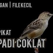 Suara Pikat Burung Cici Padi Coklat